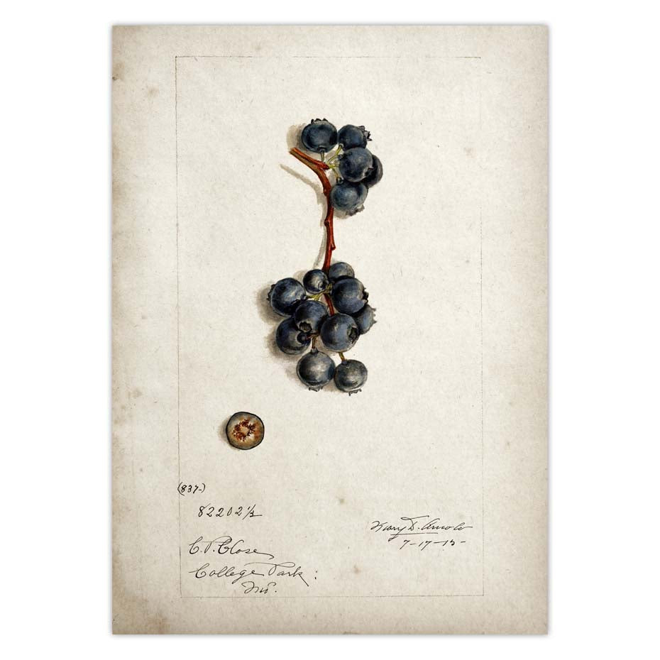 Fruit Kitchen Poster Vintage Wall Art - Little Eudora
