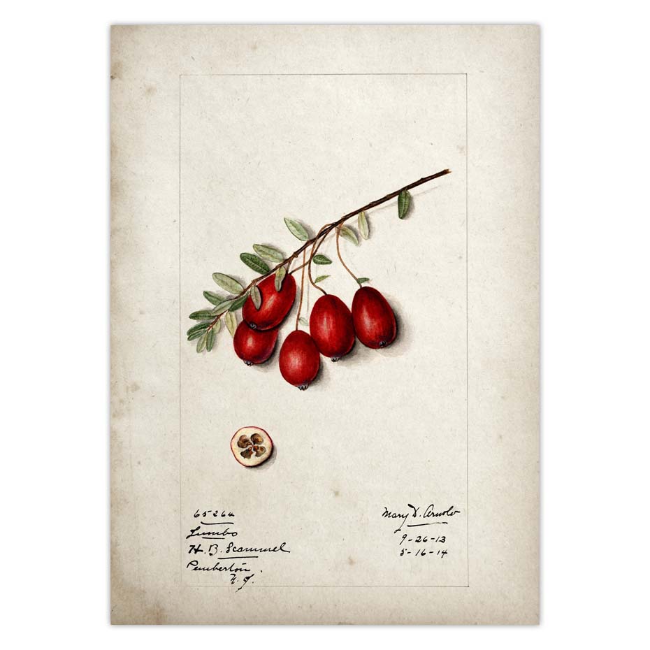 Fruit Kitchen Poster Vintage Wall Art - Little Eudora