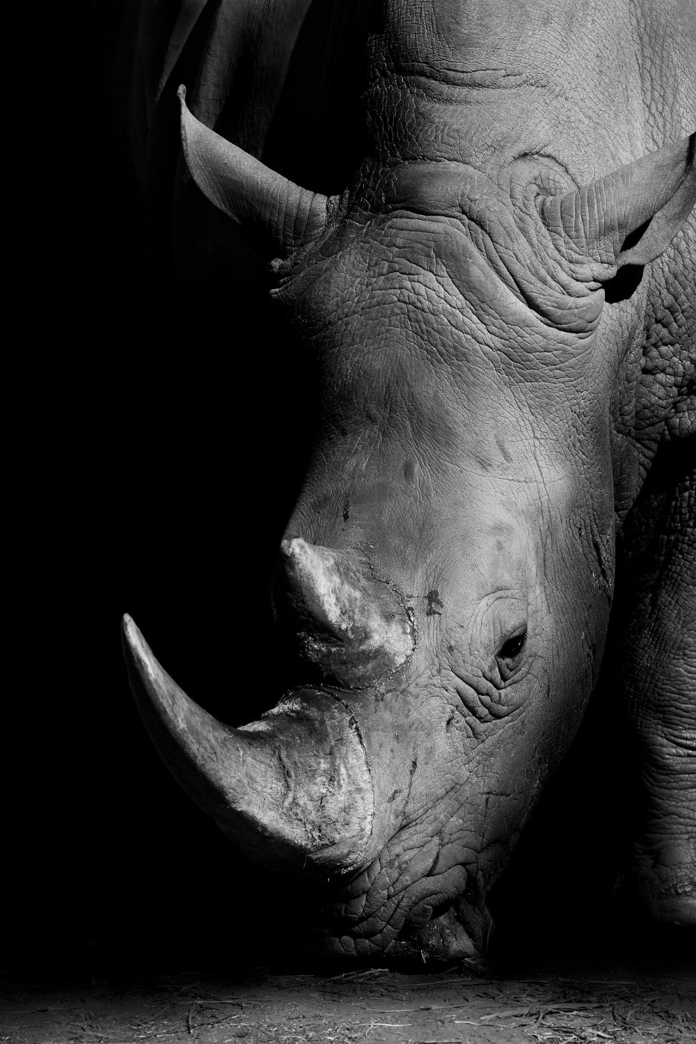 Wildlife Africa Wild Animals Black White Wall Art - Little Eudora