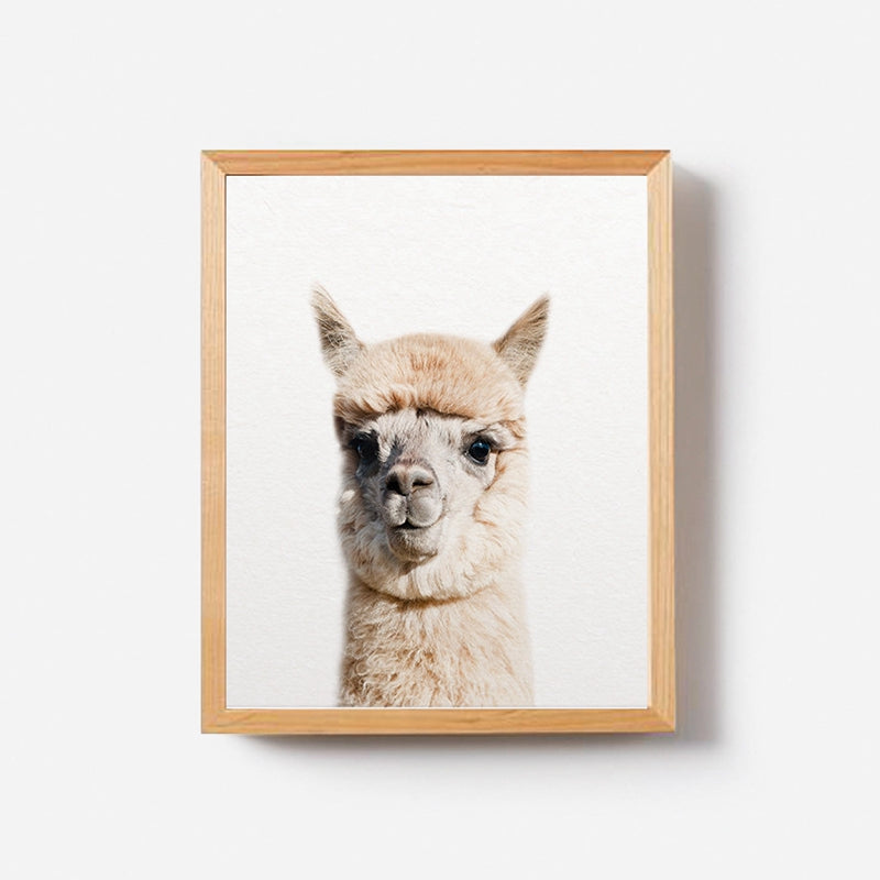 Alpaca Wall Art - Little Eudora