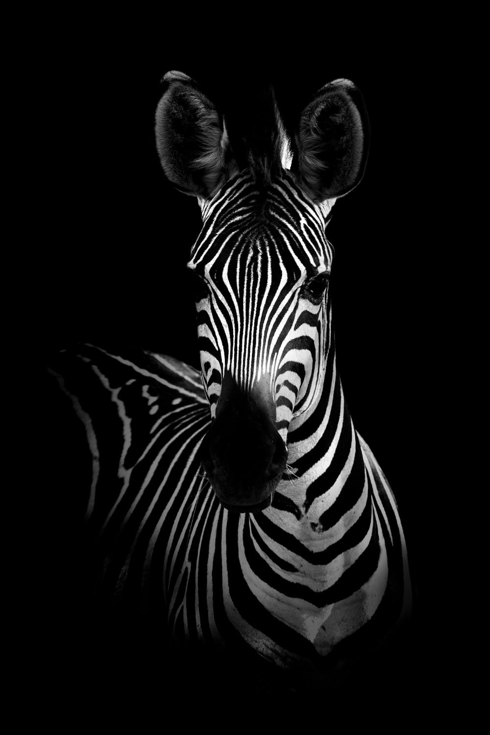 Wildlife Africa Wild Animals Black White Wall Art - Little Eudora