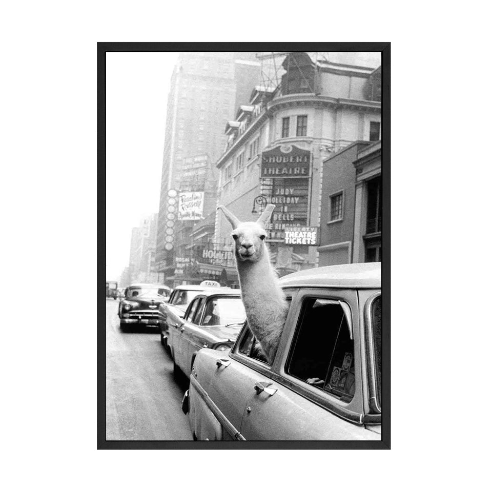 Llama in a taxi on Times Square Wall Art - Little Eudora