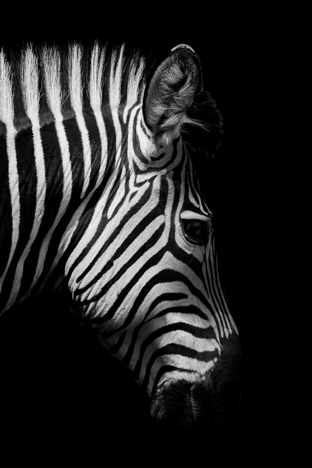 Wildlife Africa Wild Animals Black White Wall Art - Little Eudora
