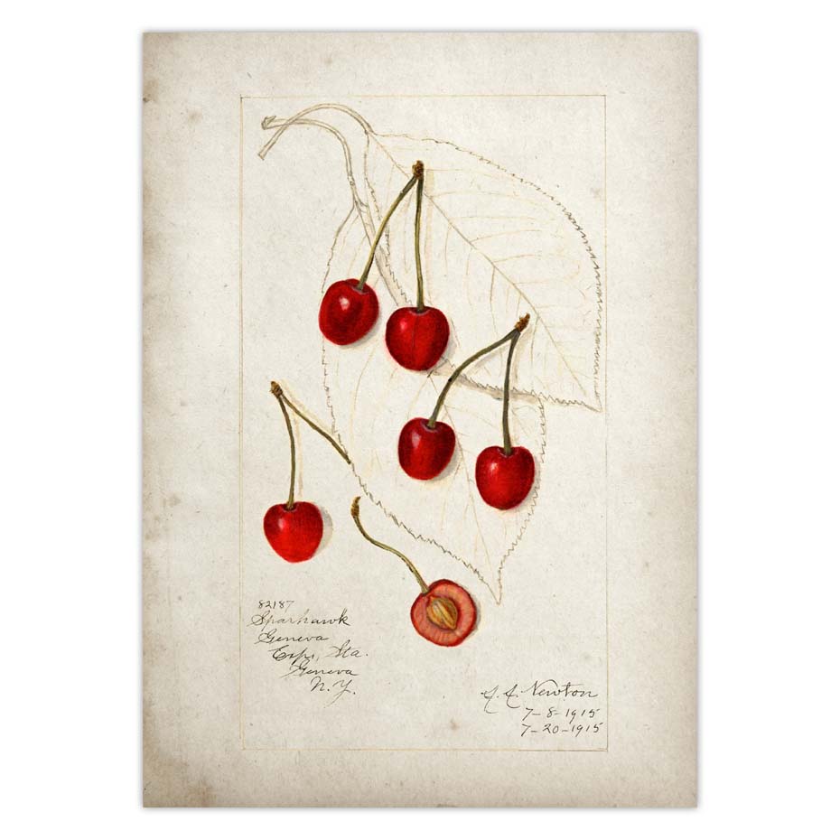 Fruit Kitchen Poster Vintage Wall Art - Little Eudora