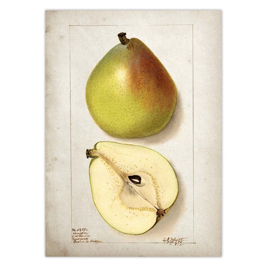 Fruit Kitchen Poster Vintage Wall Art - Little Eudora