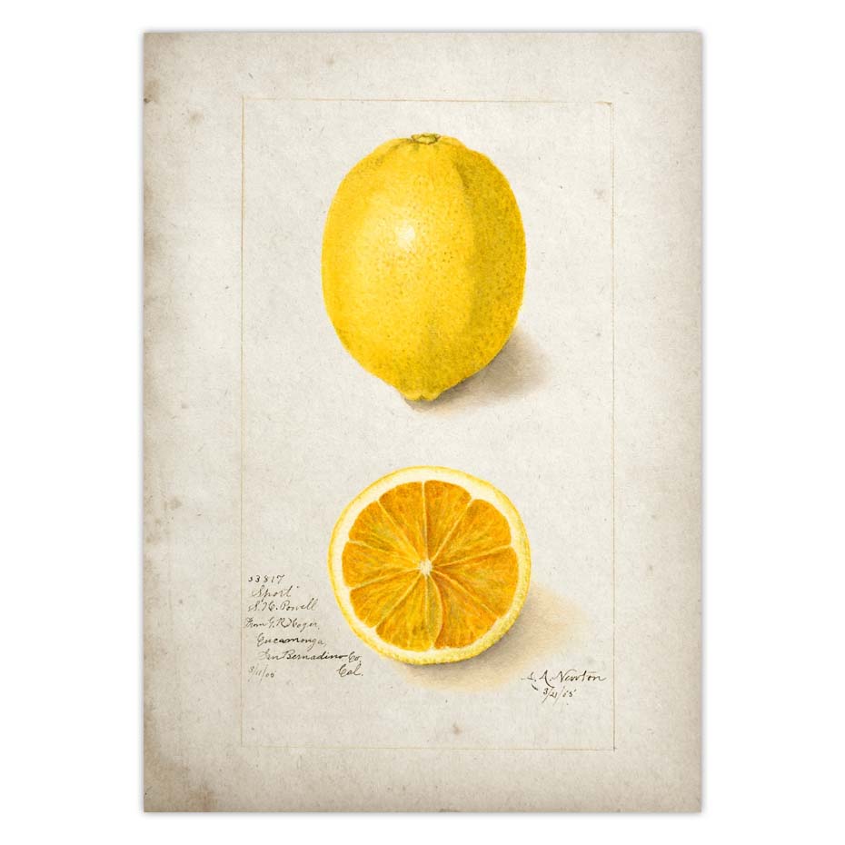 Fruit Kitchen Poster Vintage Wall Art - Little Eudora