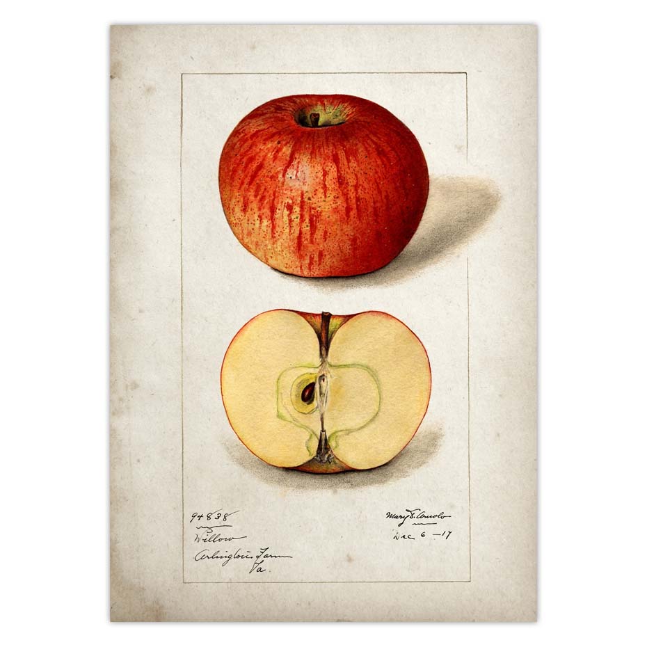 Fruit Kitchen Poster Vintage Wall Art - Little Eudora