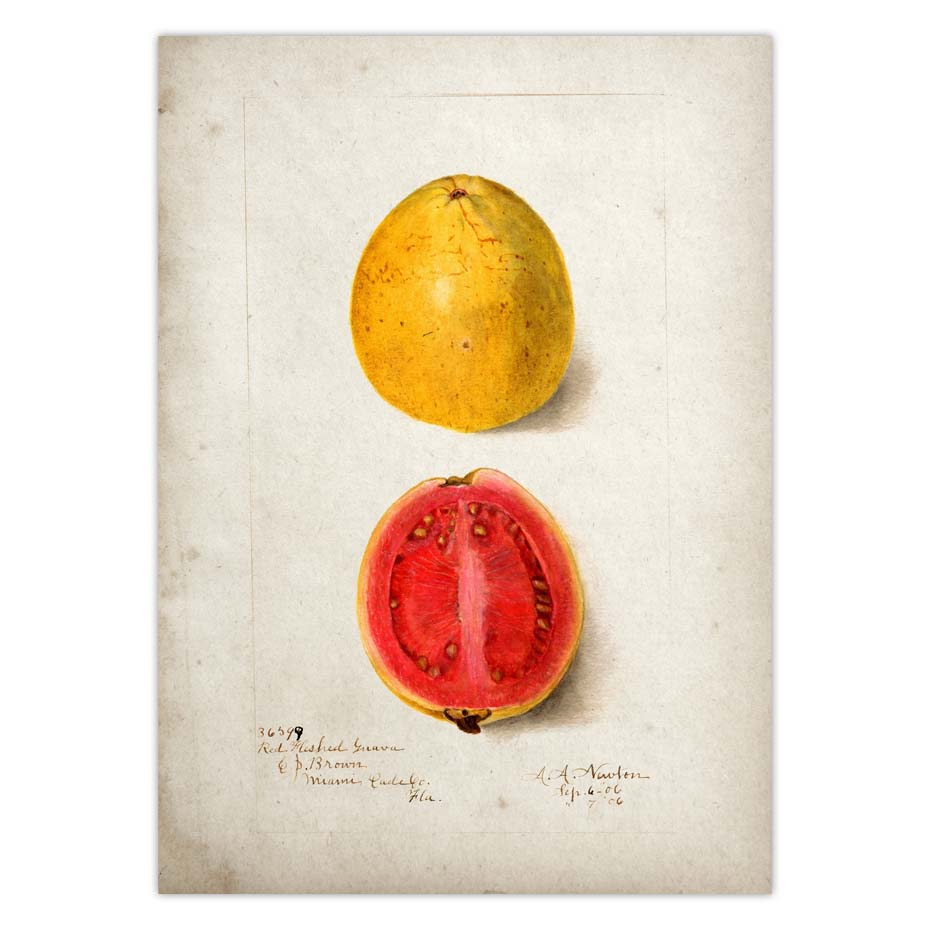 Fruit Kitchen Poster Vintage Wall Art - Little Eudora