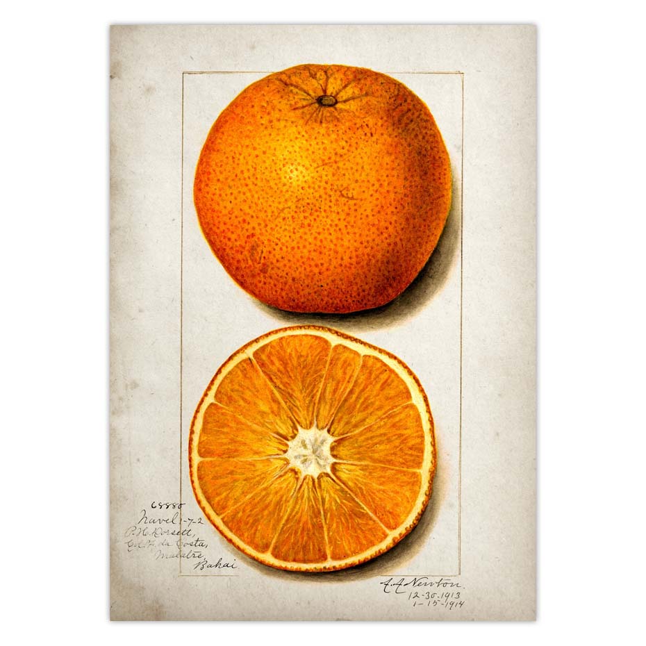 Fruit Kitchen Poster Vintage Wall Art - Little Eudora