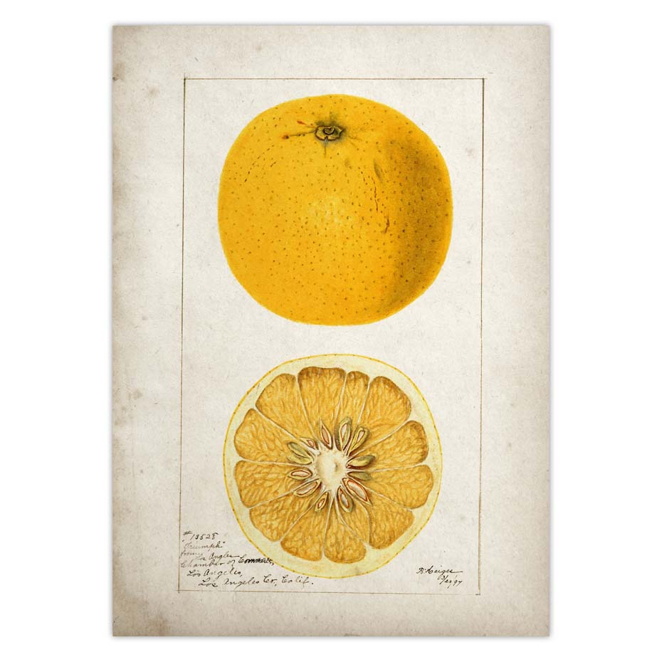 Fruit Kitchen Poster Vintage Wall Art - Little Eudora