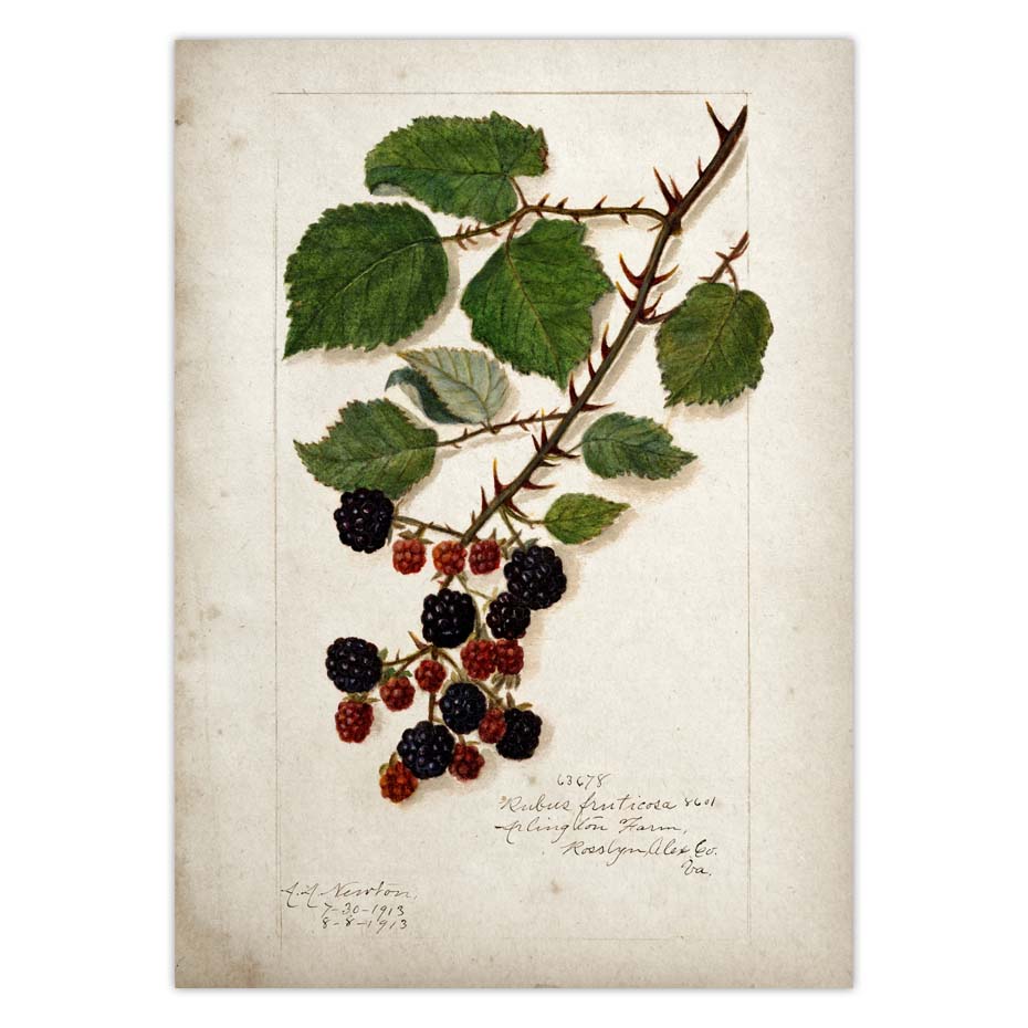 Fruit Kitchen Poster Vintage Wall Art - Little Eudora