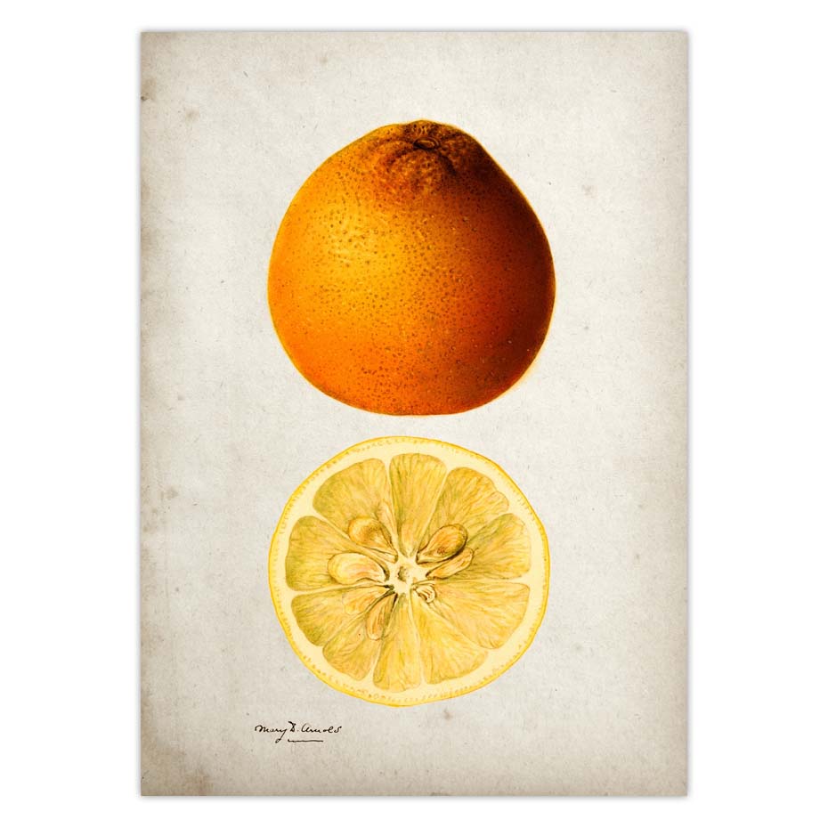 Fruit Kitchen Poster Vintage Wall Art - Little Eudora