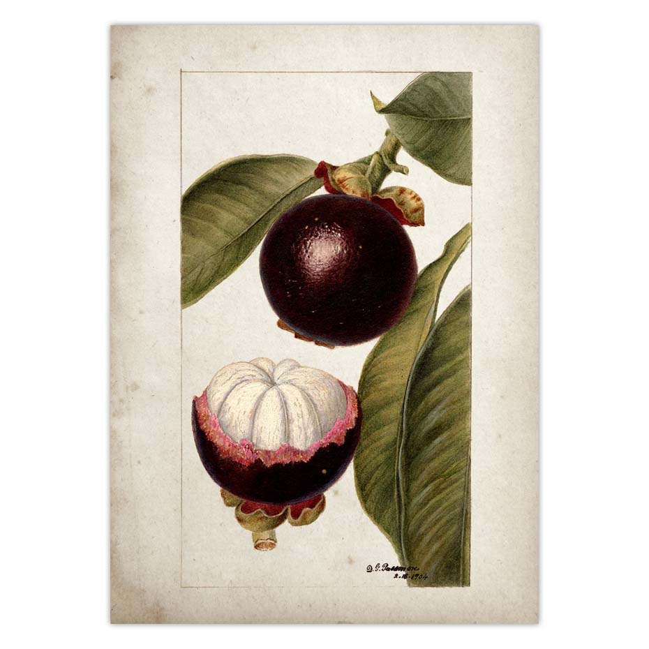 Fruit Kitchen Poster Vintage Wall Art - Little Eudora