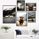 Animal Antelope Wall Art