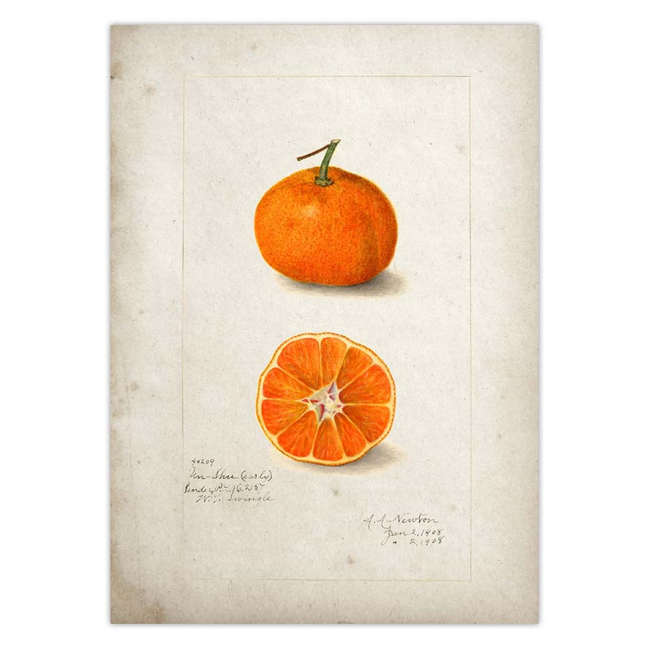 Fruit Kitchen Poster Vintage Wall Art - Little Eudora