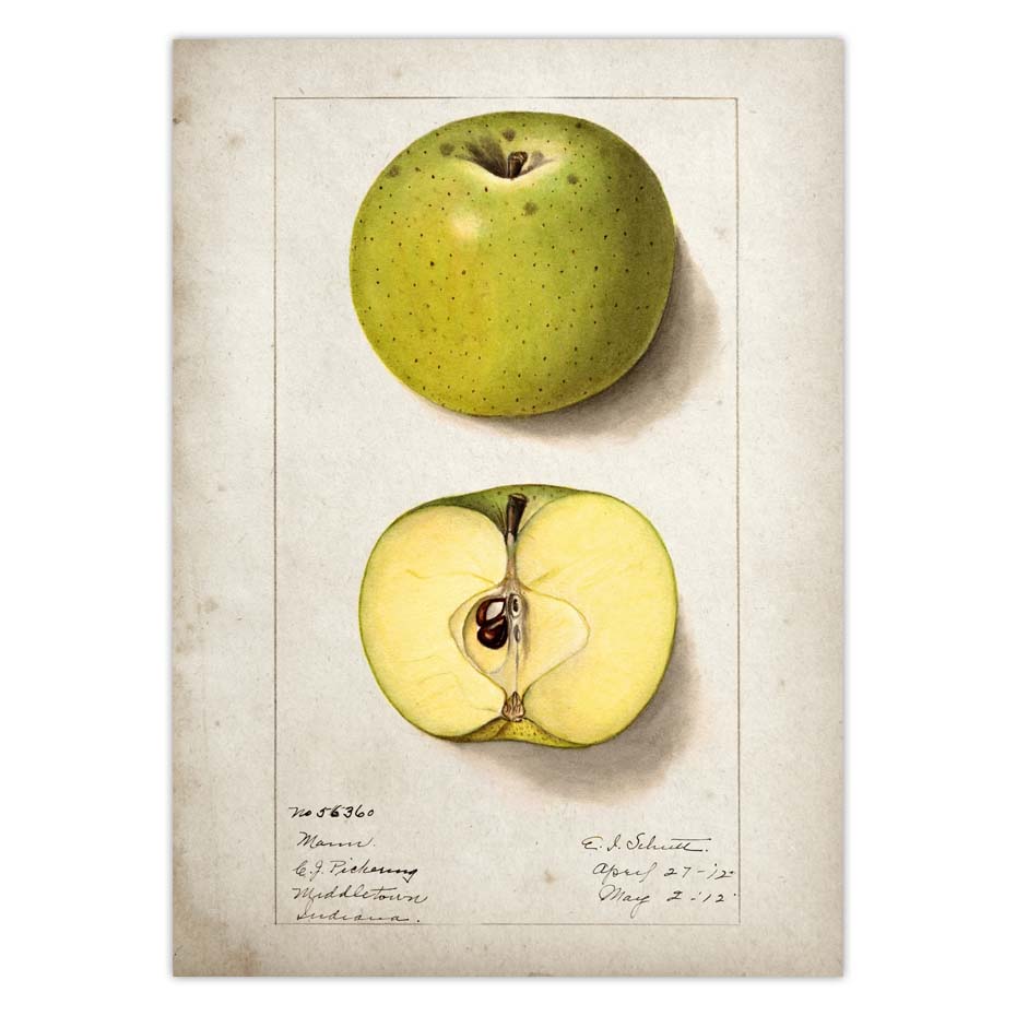 Fruit Kitchen Poster Vintage Wall Art - Little Eudora