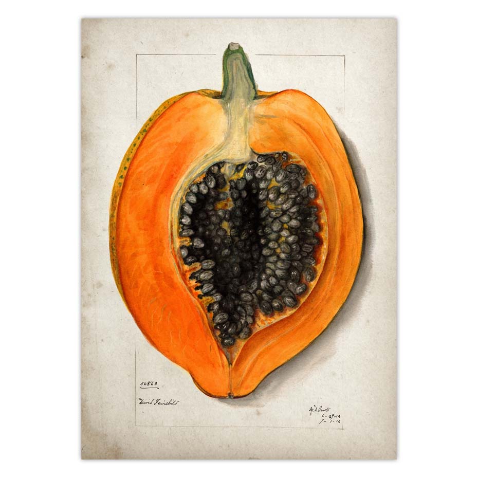 Fruit Kitchen Poster Vintage Wall Art - Little Eudora