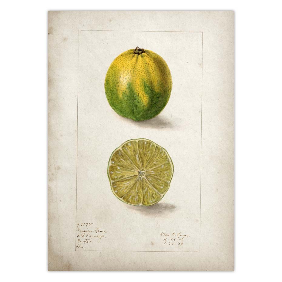 Fruit Kitchen Poster Vintage Wall Art - Little Eudora