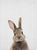 Rabbit Tail Bunny Wall Art - Little Eudora