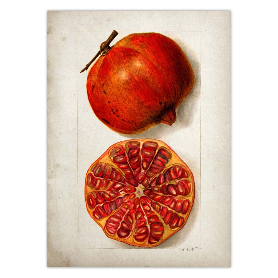 Fruit Kitchen Poster Vintage Wall Art - Little Eudora