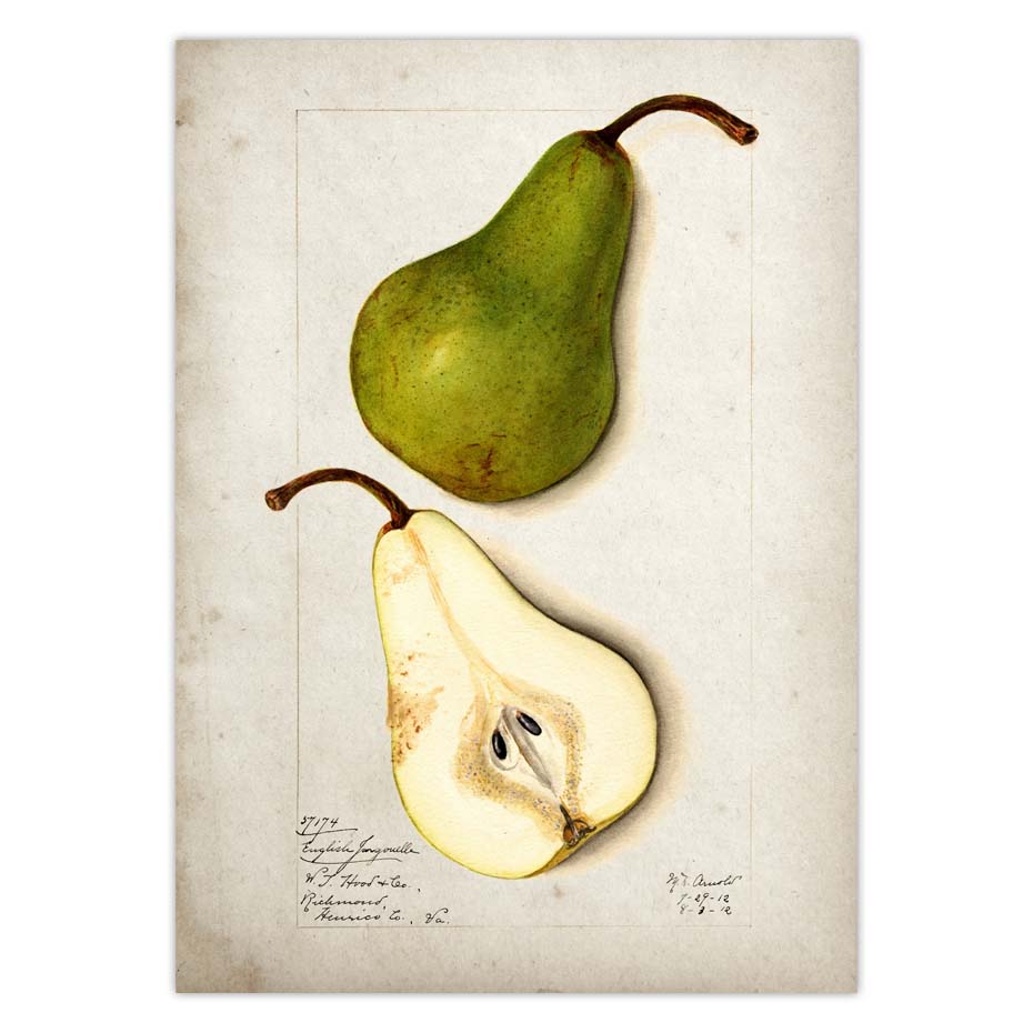 Fruit Kitchen Poster Vintage Wall Art - Little Eudora