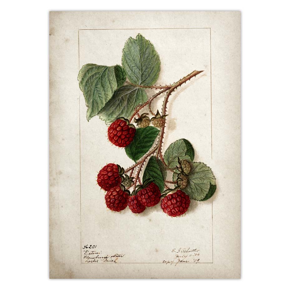 Fruit Kitchen Poster Vintage Wall Art - Little Eudora