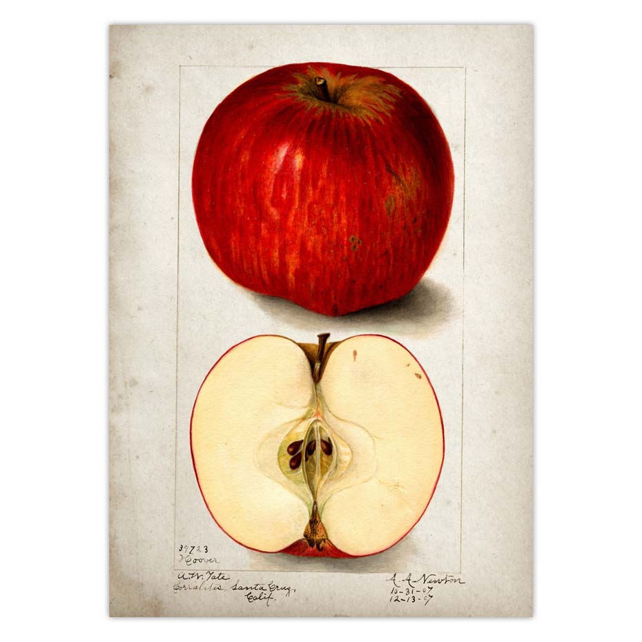 Fruit Kitchen Poster Vintage Wall Art - Little Eudora