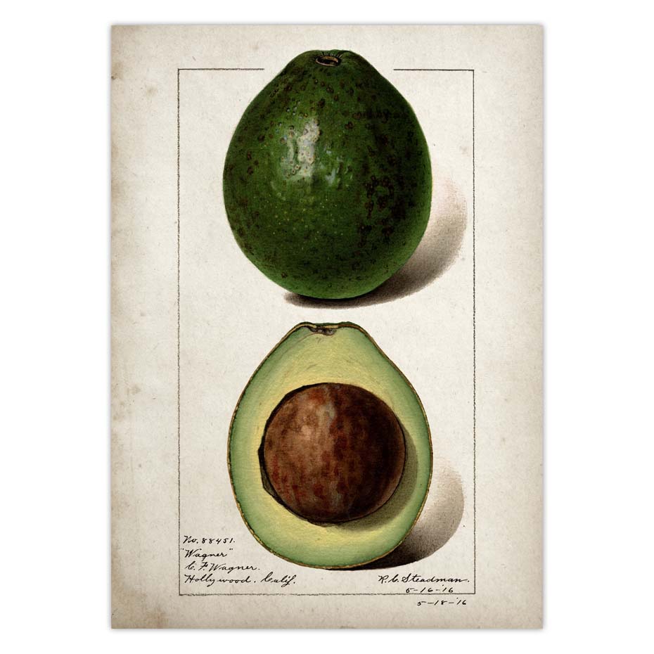 Fruit Kitchen Poster Vintage Wall Art - Little Eudora