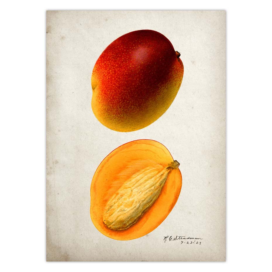 Fruit Kitchen Poster Vintage Wall Art - Little Eudora