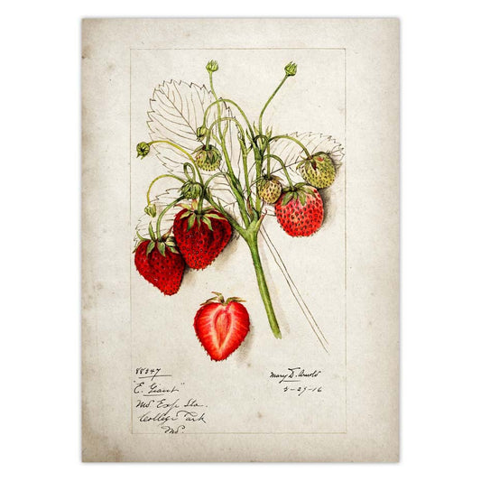 Fruit Kitchen Poster Vintage Wall Art - Little Eudora